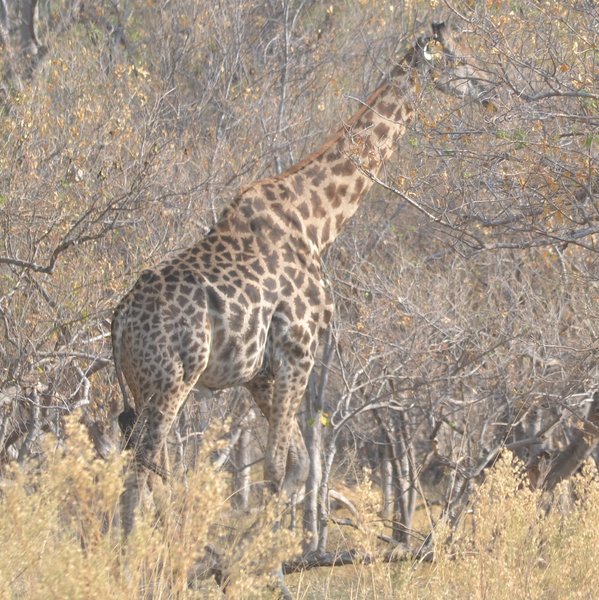Okuti