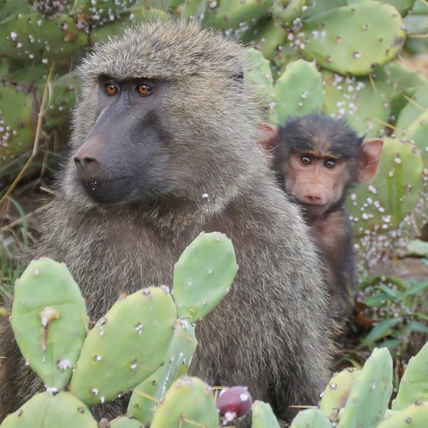 …to visiting a troop of habituated baboons.