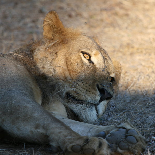 Amanzi