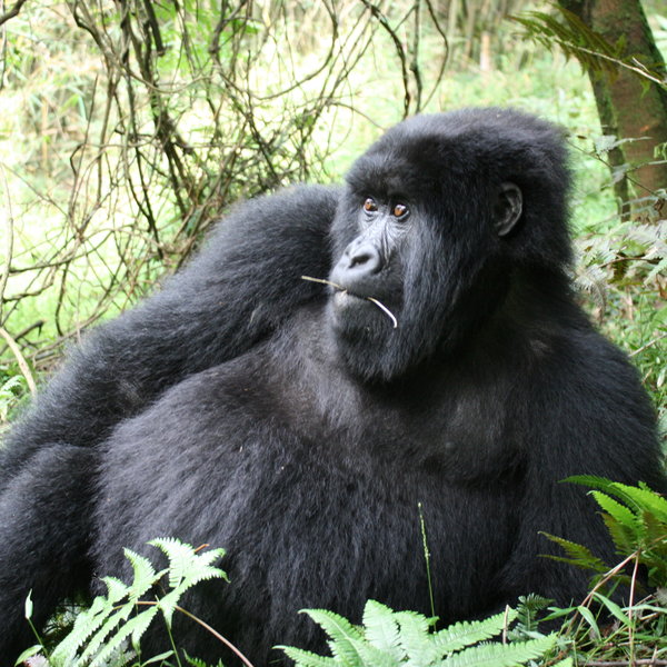 Mountain Gorilla View Lodge