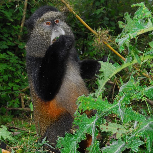 Mountain Gorilla View Lodge