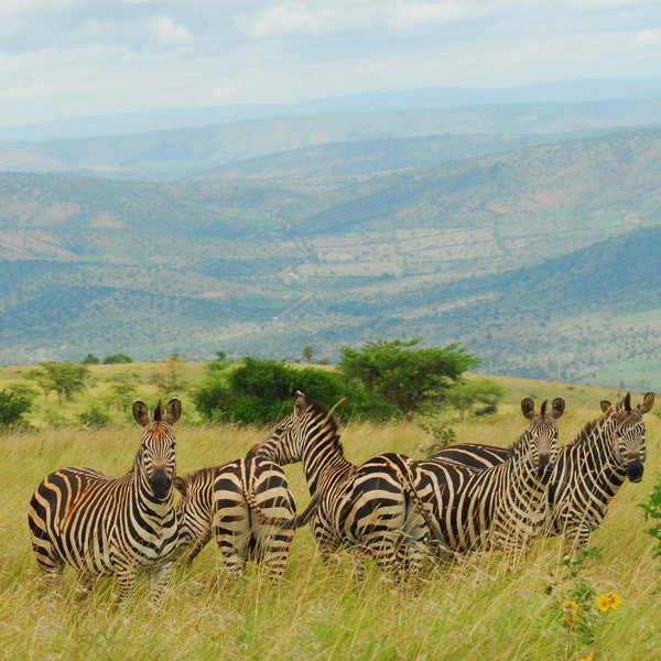 Akagera Game Lodge