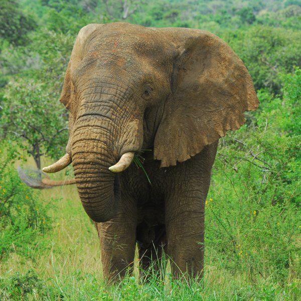 Akagera Game Lodge