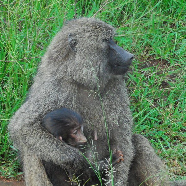 Akagera Game Lodge