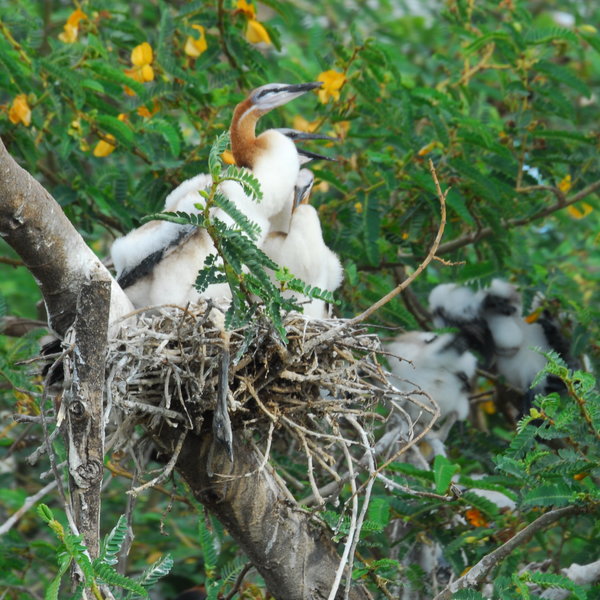 Akagera Game Lodge