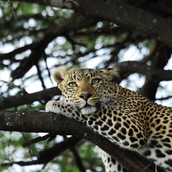 The bush surrounding Mara Expedition is home to some great predator populations.