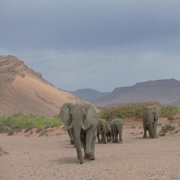 Mowani Mountain Camp