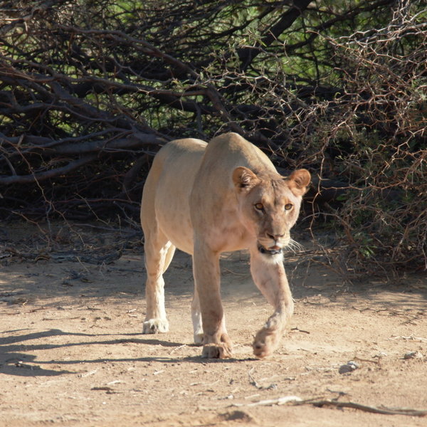 Damaraland Camp