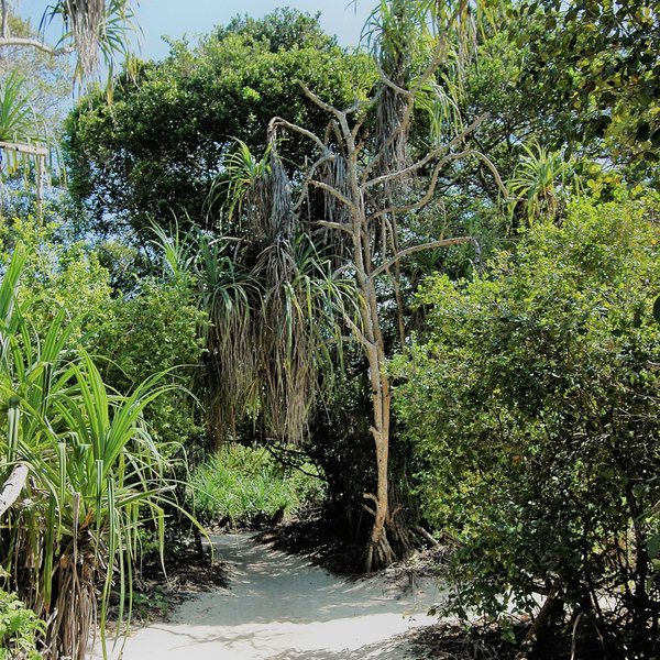 Mnemba Island Lodge