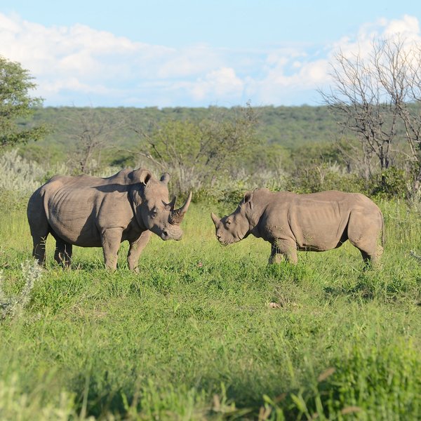 Ongava Lodge