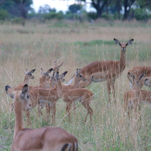 Activities here focus on game drives...