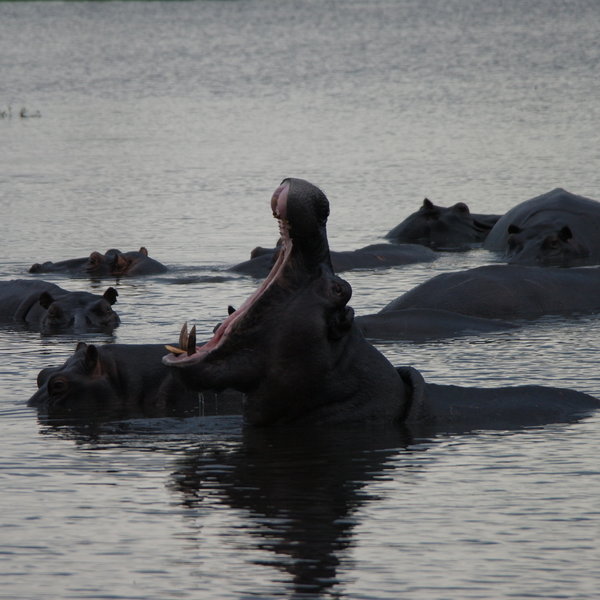There are plenty of species you that you can't see in Etosha and...