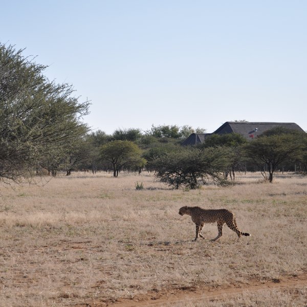 Cheetah View Lodge