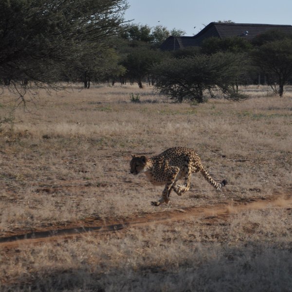 Cheetah View Lodge