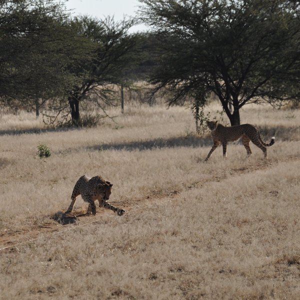 Cheetah View Lodge