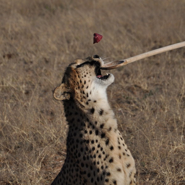 Cheetah View Lodge