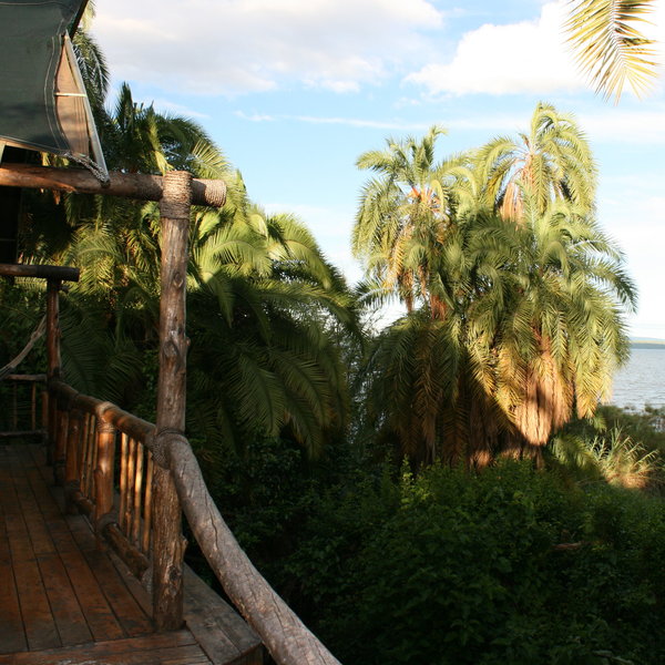 Trees and vegetation...