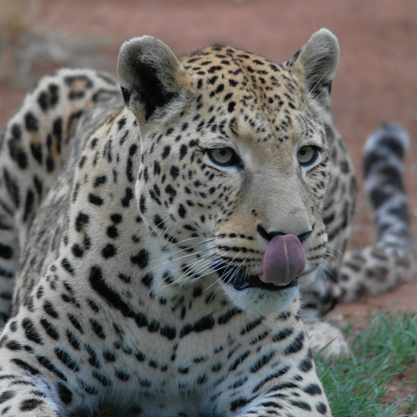 ...leopard…