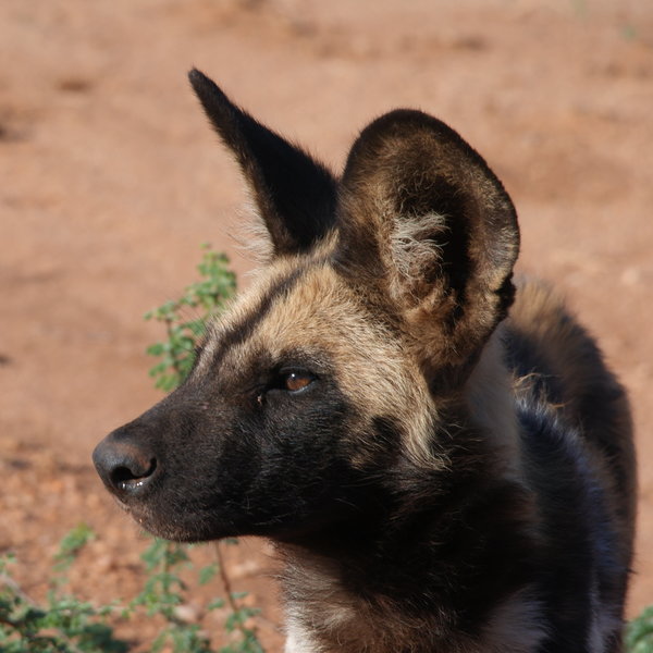 …and if you're lucky, the elusive wild dog.