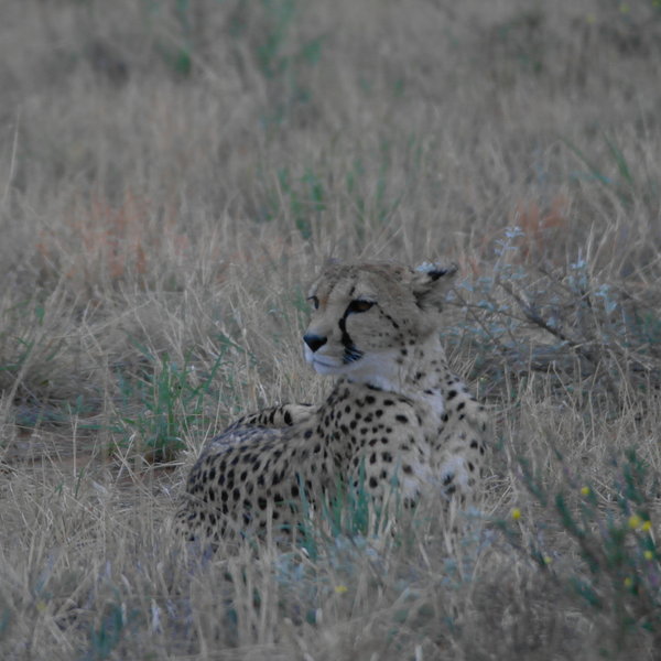 The activities are led by knowledgeable guides, including close up opportunities to view cheetah,…