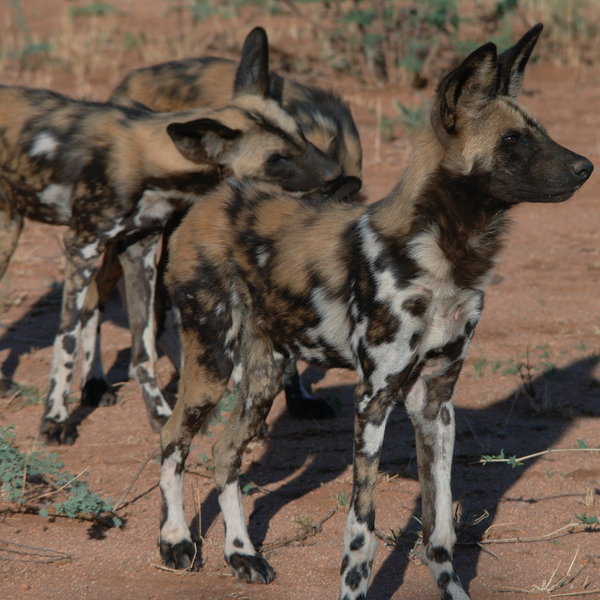 Okonjima Plains Camp