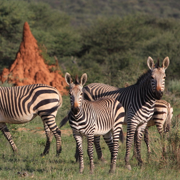 Okonjima Plains Camp