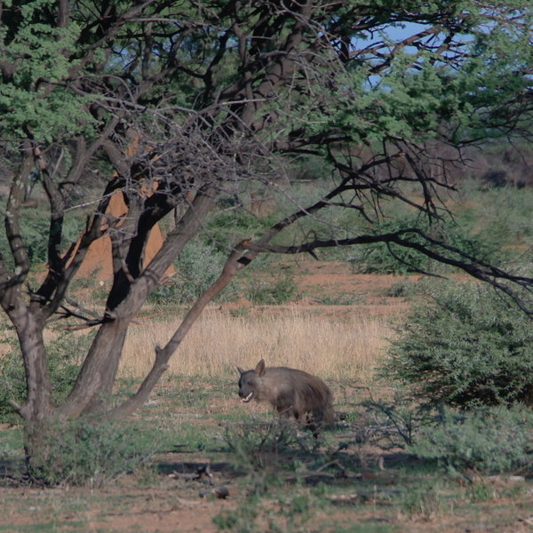 Okonjima Plains Camp