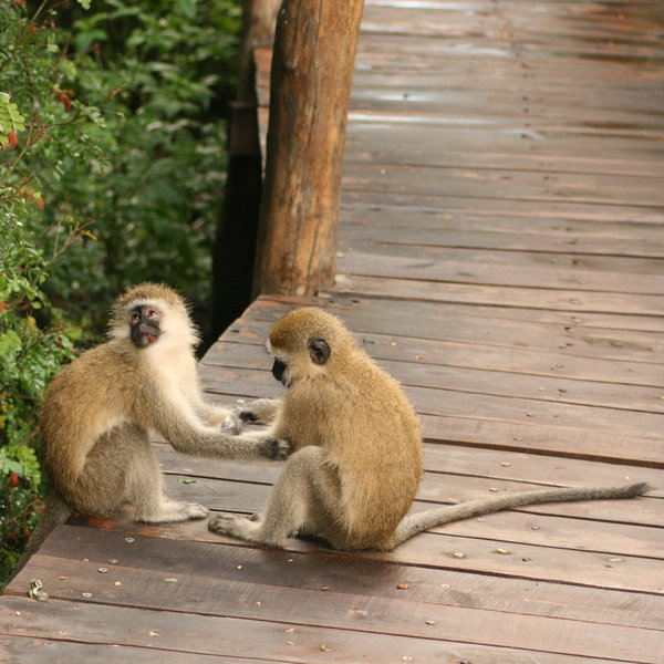 ...here you should keep an eye on some playful little visitors.