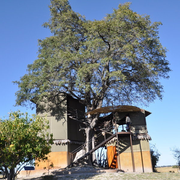 The main area of Jackaberry Camp is built around a large Jackalberry tree...