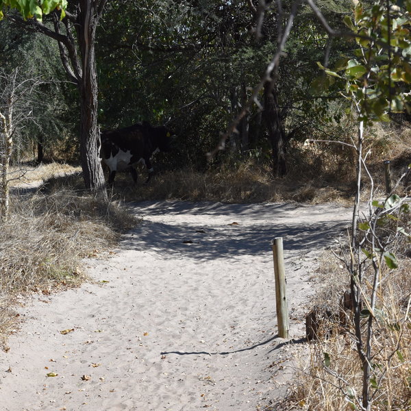 The tents are linked to the main area by sandy pathways.