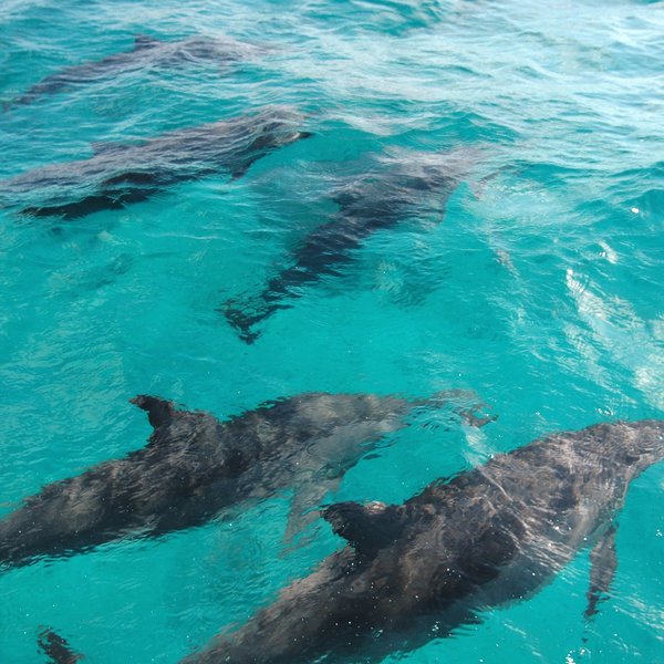 ... where spinner dolphins love to play in the bow wave of boats.