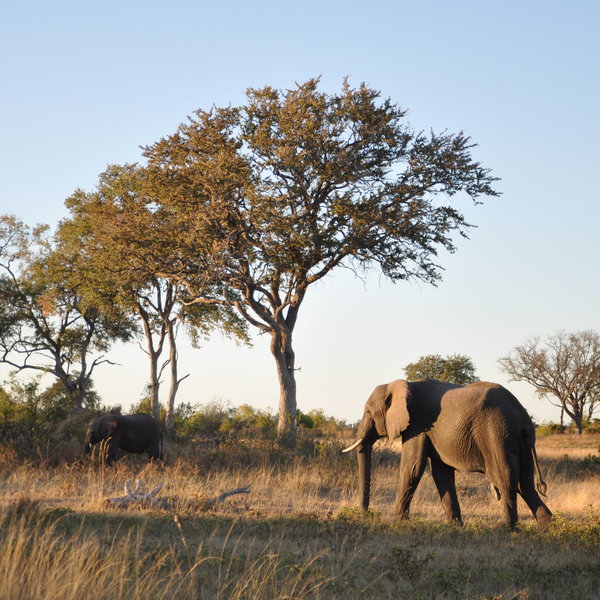...into the Nkasa Rupara National Park, as well as...