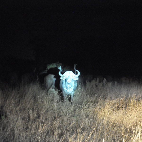 It is also possible to do night drives from Jackalberry.