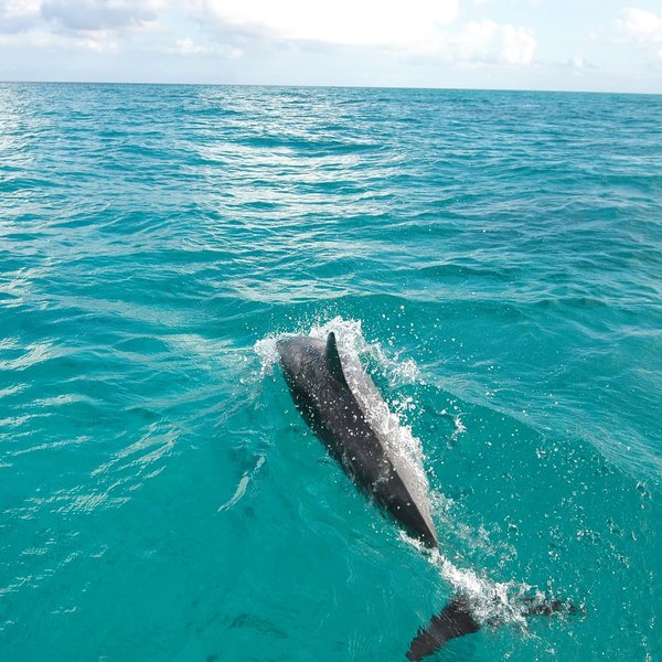 Another popular excursion is to go on a dolphin watching trip...