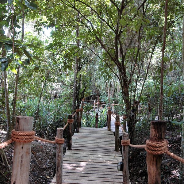 Wooden walkways lead through the trees...