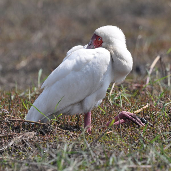 ...a good variety of bird life, such as this African spoonbill.