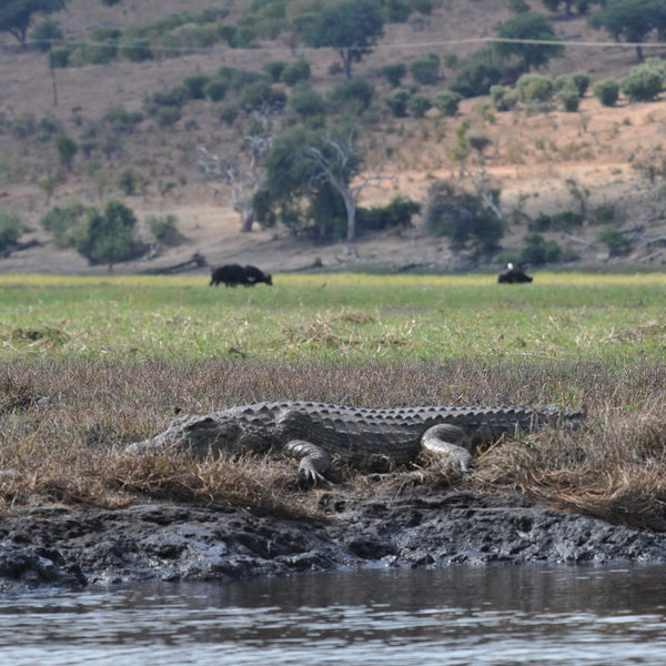 From boats trips on the Chobe riverfront you may get up, close and personal...