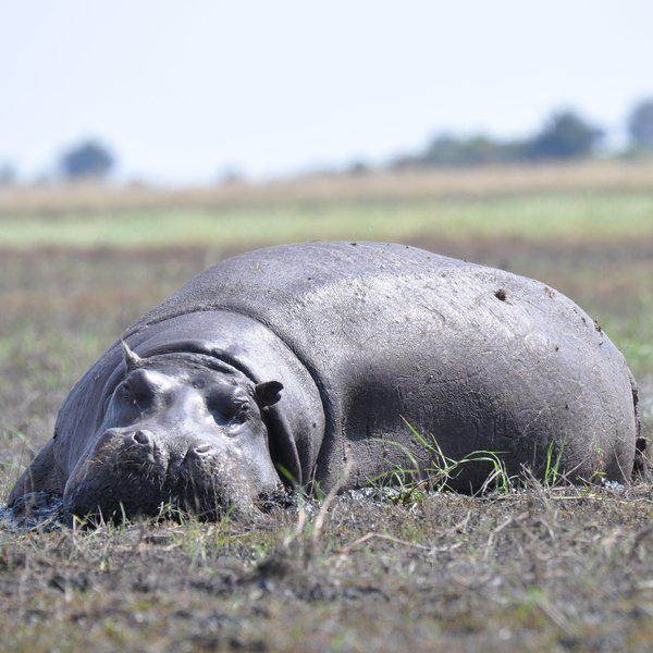 ...with many of its inhabitants, including crocodiles, hippos and...