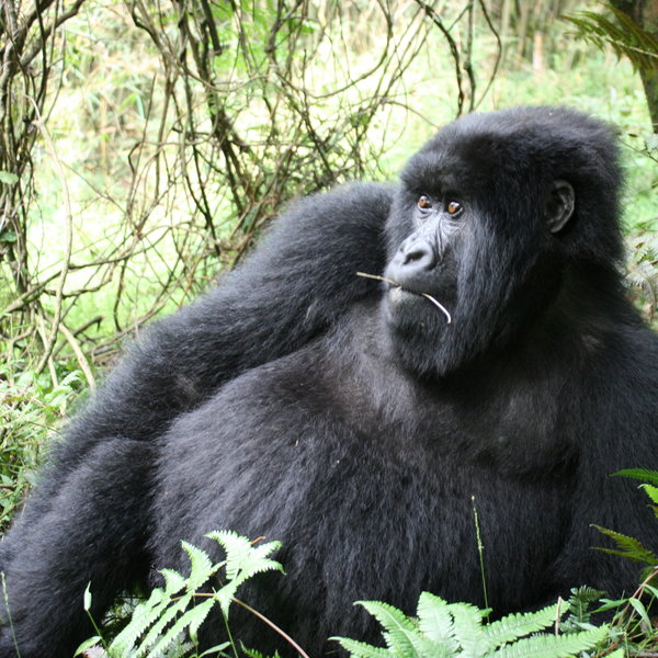 Kwitonda Lodge