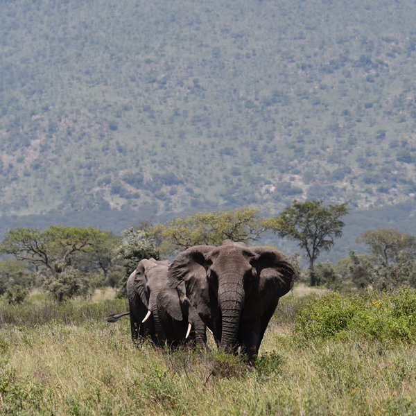 Nomad Serengeti Safari Camp