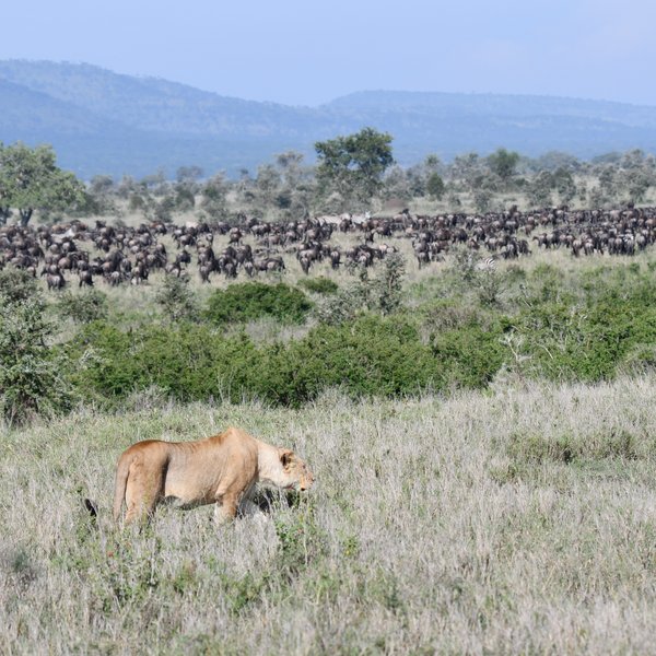 Nomad Serengeti Safari Camp