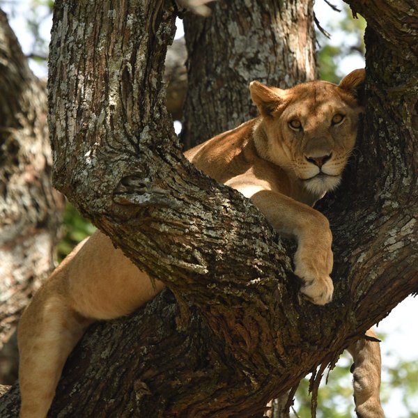 Nomad Serengeti Safari Camp