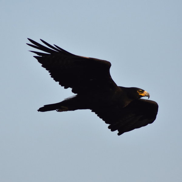...this is also the location for the excellent eagle-viewing sundowner.