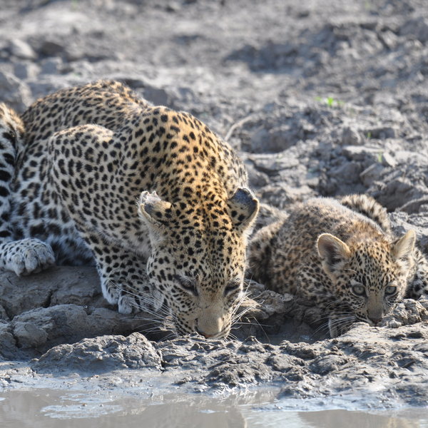 ...and we have experienced some great predator sightings here in the past...