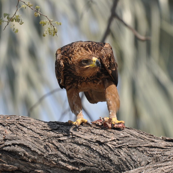 ...and even some aerial predators.