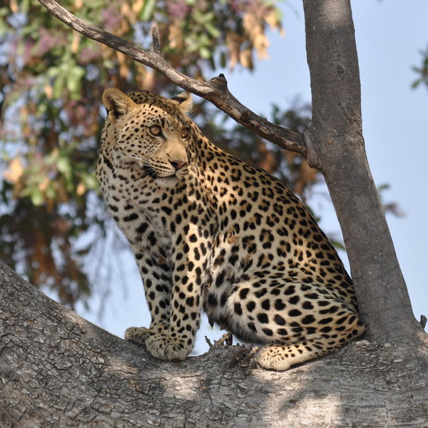 ...including leopard...