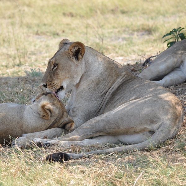 ..., lion...