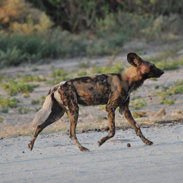 ...where you might be lucky enough to spot some of the resident predators...