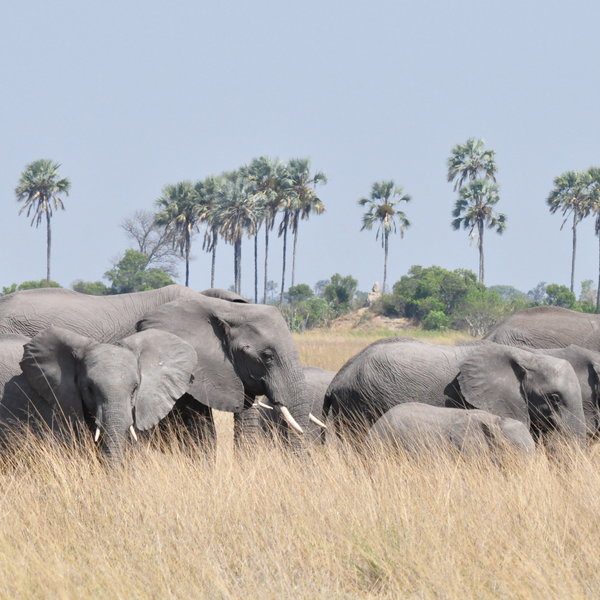 ...activities here focus on game drives on Hunda Island...