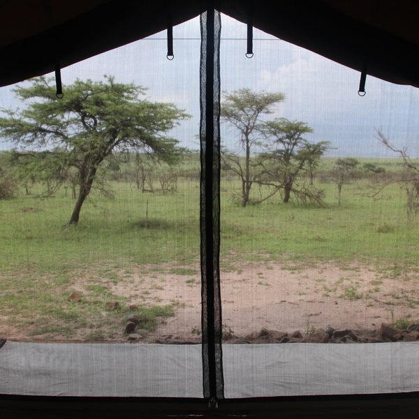 Wild Surroundings